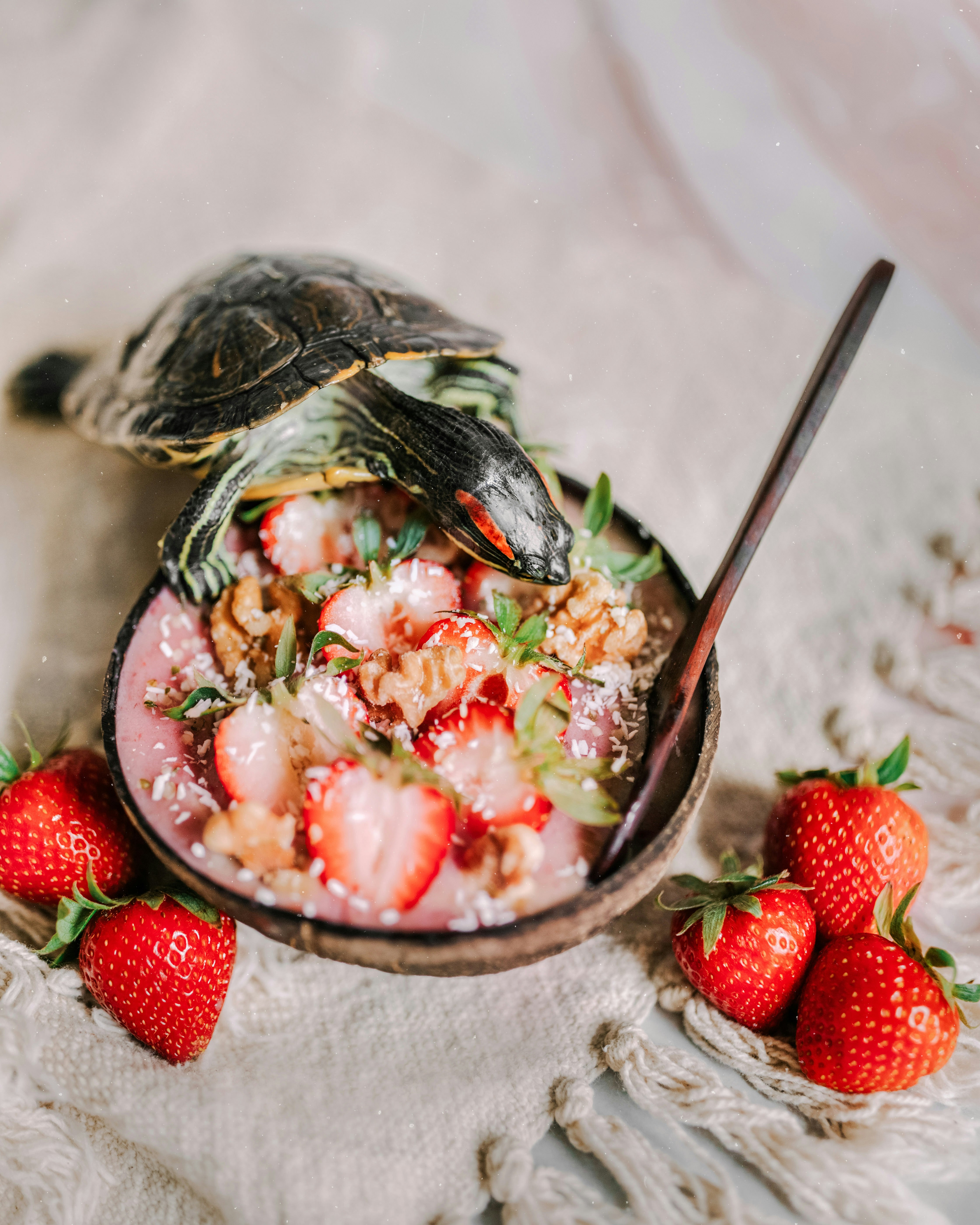 strawberries and black and white turtle in bowl